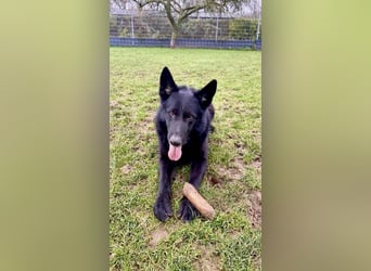 Schwarzer Schäferhund LARK sucht eine neue Familie!
