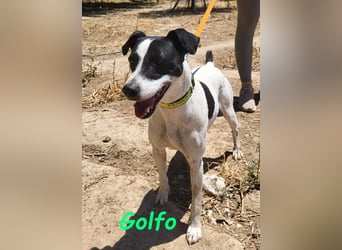 Golfo 05/2019 (ESP) - verspielter, neugieriger und sozialer Ratonero Bodeguero Andaluz!