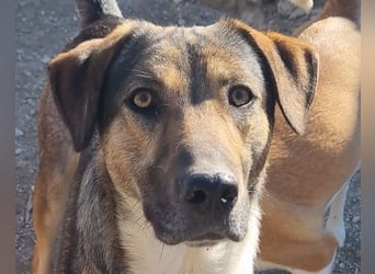 ROBI❤️zauberhafter, lieber Hundejunge, zurückhaltend und sozial