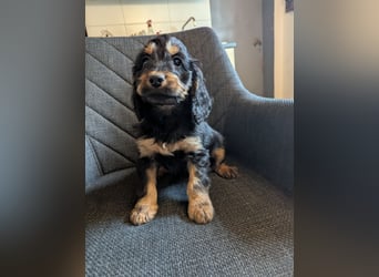 Cockapoo Welpen