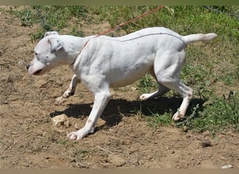 Mary - Sehr liebe (taube) Dogo-Argentino Hündin, ca. 3 Jahre alt, gut verträglich