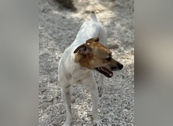 Luki, ein Herzenshund