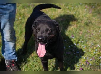 Wunderschöner Labradormischling Ivar sucht seine Menschen   Zuhause oder Pflegestelle zum 02.08.2025
