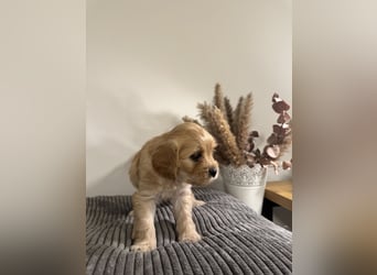 Cavapoo Welpen