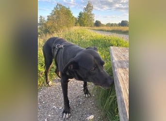 Liebenswerter Bean sucht seine Menschen