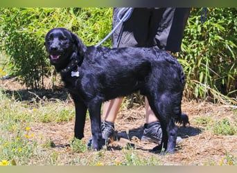 Champ, Labrador-Mix, lieb und sozial