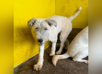 Wilma, 1 ¼-jähriges Mädel, Größe: mittelgroß, freundlich, aufgeschlossen, verschmust, souverän