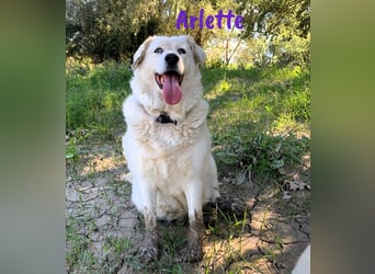Arlette 09/2020 (ESP) - ruhige, noble und sanfte Herdenschutz-Mix Hündin!