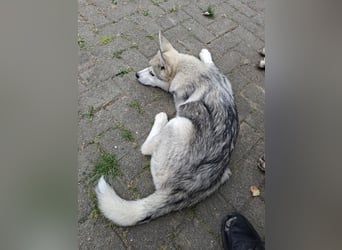 Akita - Husky Welpen