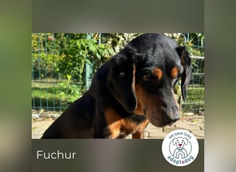 Fuchur: Will endlich sein Glück finden