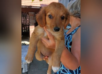 Kleine Mina ❤️ zauberhaftes Welpenmädchen