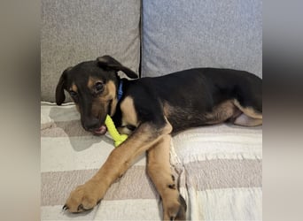 Toto der allerliebste Schatz