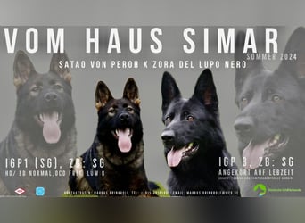 Welpen, Schäferhundwelpen vom Verein für deutsche Schäferhunde mit Papiere