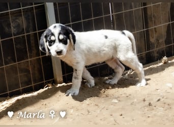 Millie, Marla, Mona und Monja (reserv.) suchen ab Mitte September ein Zuhause