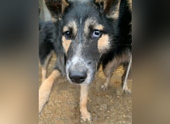 Twyla, sanftes verspieltes Husky Mix Mädchen mit bezaubernden Augen