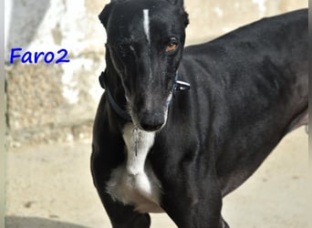 Faro2 05/2022 (in Deutschland) - verspielter und lieber, bezaubernder Galgo!