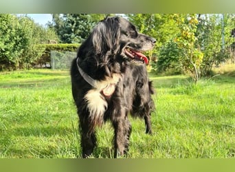 Amy - Ein bezauberndes Hundeherz