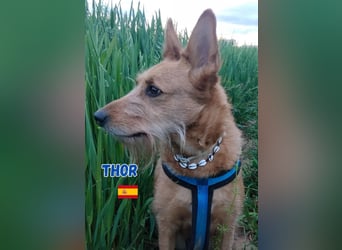 !!!Notfall!!!Thor,geb.06/19,liebenswerter Podenco Rüde sucht seine Familie