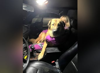 Grizzly sucht noch sein Zuhause