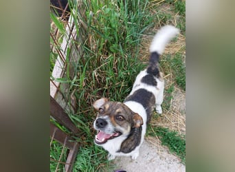 Hugo sucht liebevolles Heim