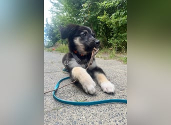 Lolly – Körbchen gesucht! (47839 Krefeld)