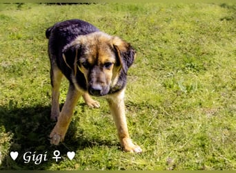 Gigi und Giselle suchen ein Zuhause