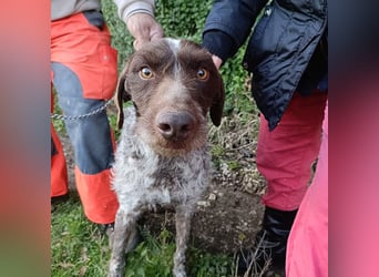Jack - lebensfroher Drahthaarmix sucht sportliche Familie mit Herz und Hundeverstand