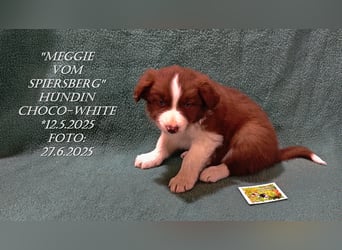 Border Collie-Welpen , black-,choco-,red-white und red-,black-merle