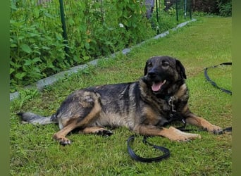 Saga ❤️ wartet in 88161 Lindenberg