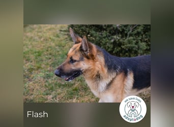 Flash – Dein Partner mit der kalten Schnauze