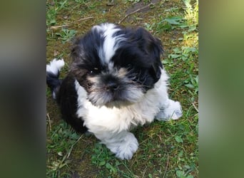 Reinrassige Shih Tzu  Welpen suchen ab 07.05. ein neues zu Hause
