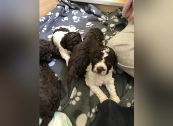 Lagotto Romagnolo / Wasserhund/ Trüffel Suchhund
