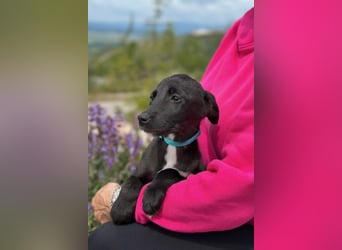 Ronja