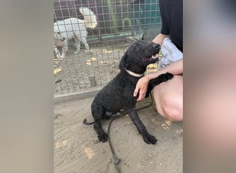 Benedek - so ein  toller Hund