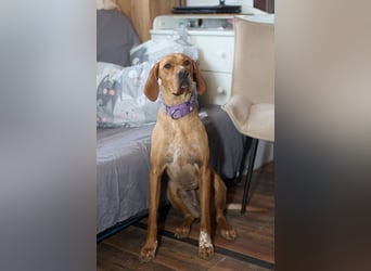 Lord - ungarischer Vizsla - ein außergewöhnlicher Begleiter!