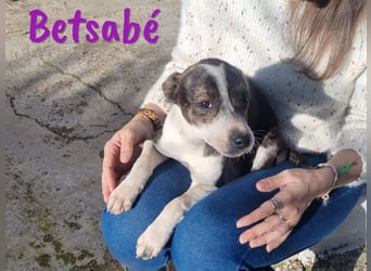 Betsabé 10/2024 (ESP Pflegestelle) - verschmuste, zuckersüße Bodeguero-Mix Welpin!