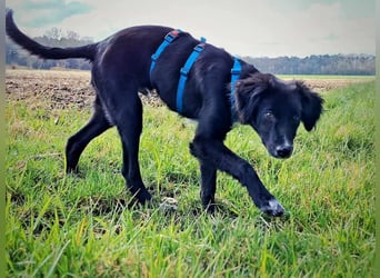 Bluey - eher ein Frauenhund