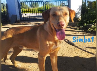 Simba1 geb. 03/2024 (ESP) - aufgeschlossener, verspielter und sozialer Labrador-Mischling!