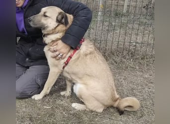 Romeo - freundlicher, anhänglicher Kangal Mix Rüde / z.Zt. noch in Rumänien