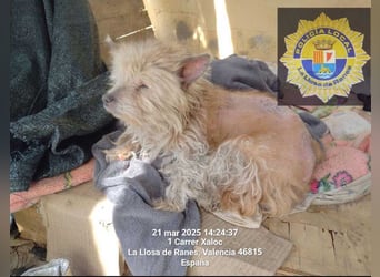 CHIWI- auf der Suche nach einem letzten, liebevollen Zuhause!