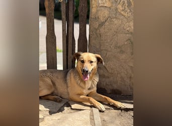 Alex - Freundlicher Jungspund sucht liebevolles Zuhause
