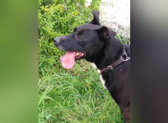 LOLKA - die sportliche, liebe Seniorin sucht eine konsequente Familie ohne Kleintiere