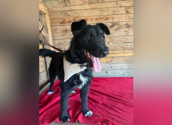 Janko, Schnauzer-Mix, Rüde, geb. am 17.07.2023, 43 cm, 15 kg