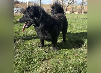 Ćiro ein Familienhund für Kinder