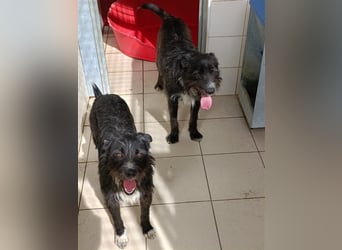 TOMILHO wünscht sich sein Traumkörbchen