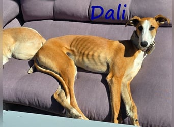 Dali 07/2024 (in Deutschland) - bezaubernder junger Galgo!