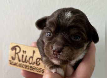 Chihuahua Welpen ab 22.08 abzugeben