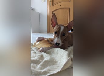 Kukin, ein freundlicher kleiner Kerl