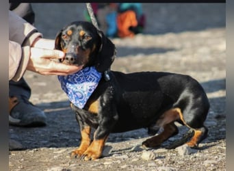 Jack kleiner Dackelrüde ca. 1 Jahr alt in Ungarn