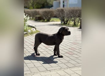 Cane Corso grau  welpen hündin Graue Hündin mit Züchtergarantie EUCH WCh-Linie zu verkaufen